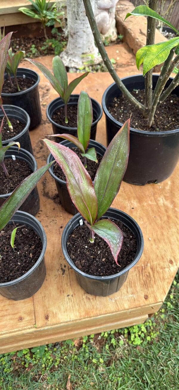 Ti Leaf Starter