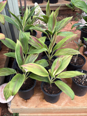 Ti Leaf Exotica