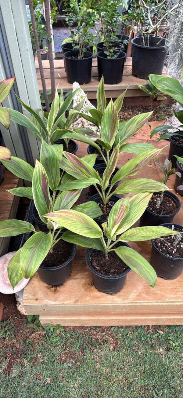 Ti Leaf Exotica