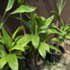 Ti Leaf Green