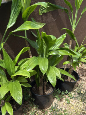 Ti Leaf Green