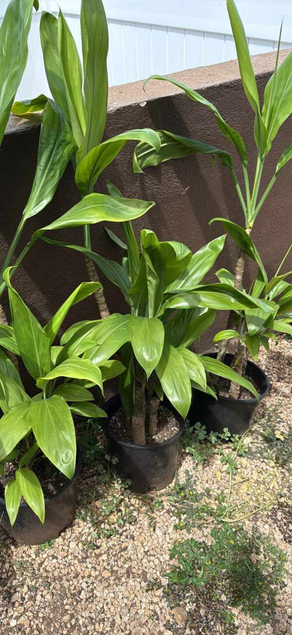 Ti Leaf Green