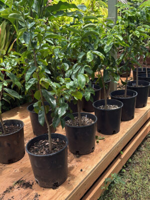 Soursop Tree