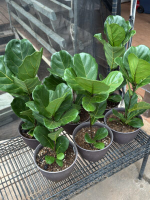 Fiddle Fig