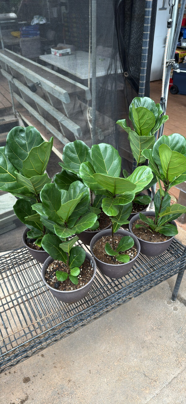 Fiddle Fig