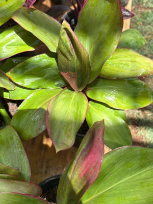 Ti Leaf Kauai Beauty