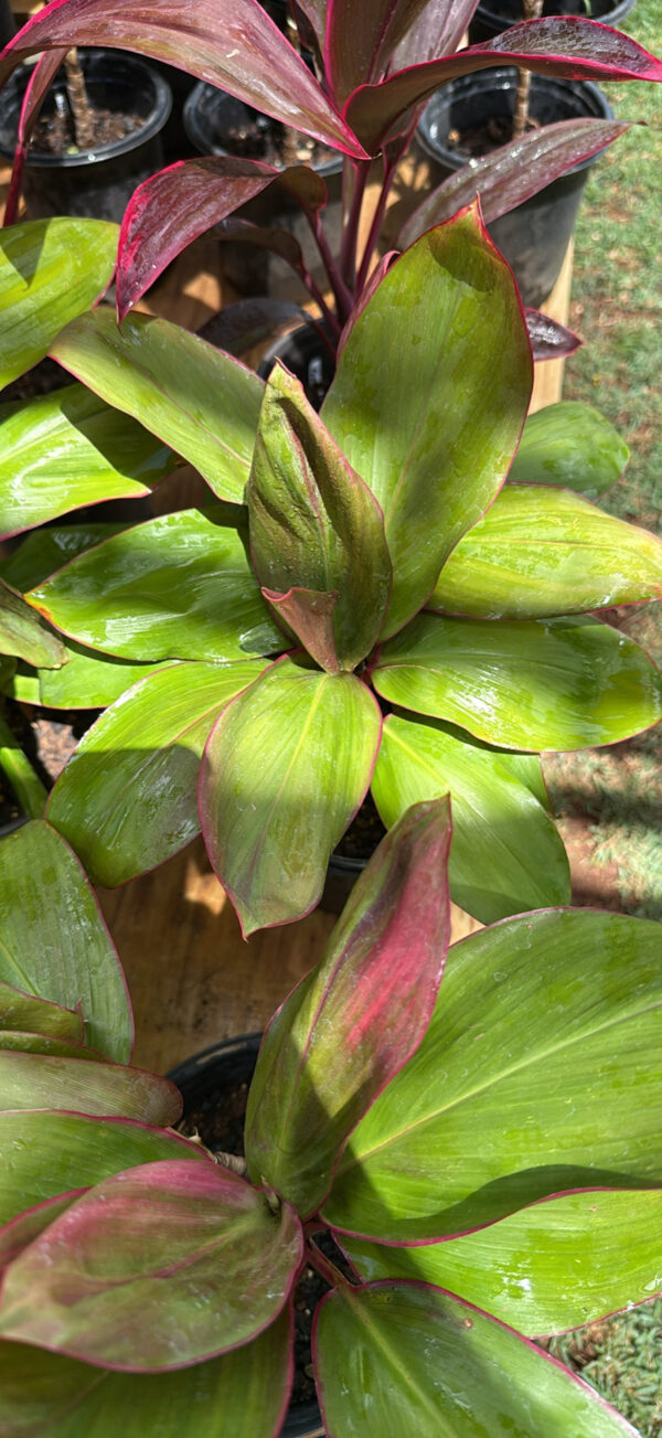 Ti Leaf Kauai Beauty