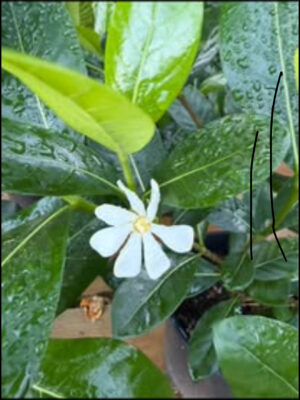 Gardenia (Dwarf Tiare/Tahitian)
