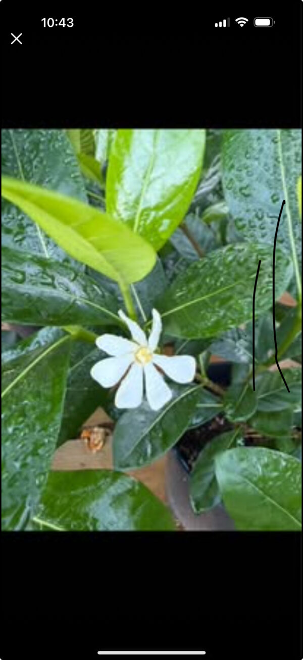 Gardenia (Dwarf Tiare/Tahitian)