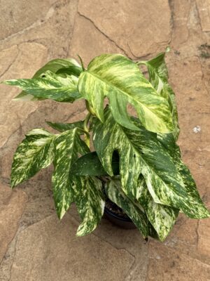 Epipremnum Pinnatum (Yellow Flame)
