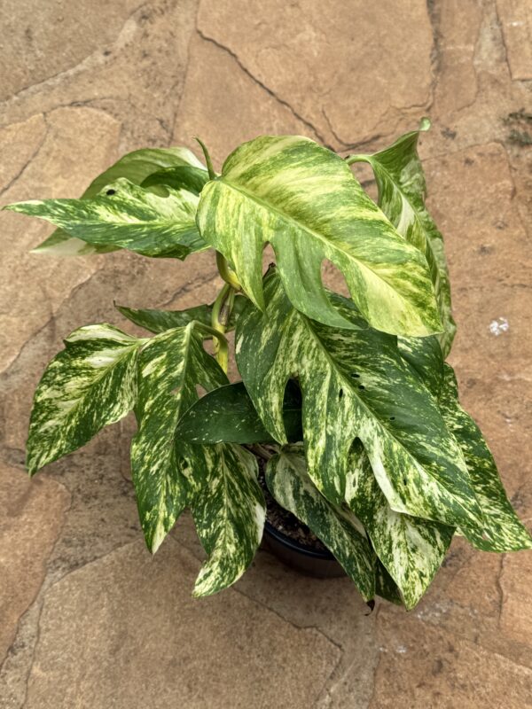 Epipremnum Pinnatum (Yellow Flame)