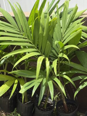Manila Palm