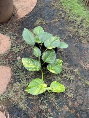 Pothos Hawaiian