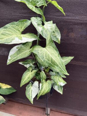 Syngonium Three Kings