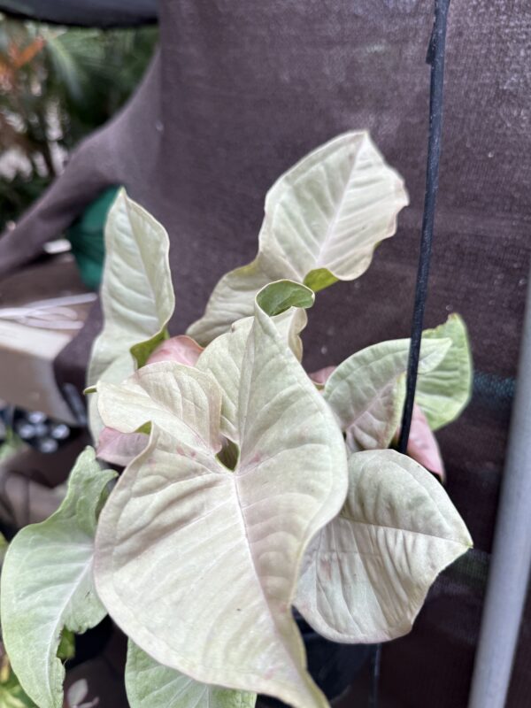 Syngonium Pink Spot