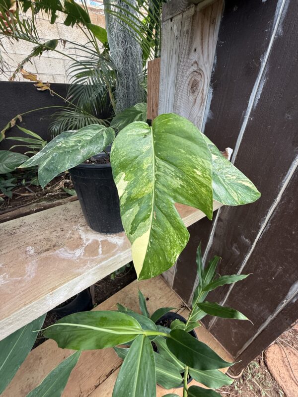 Epipremnum Pinnatum (Albo Variegata)