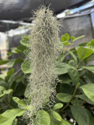 Tillandsia Usneoides 'Pele's Hair' / Spanish Moss