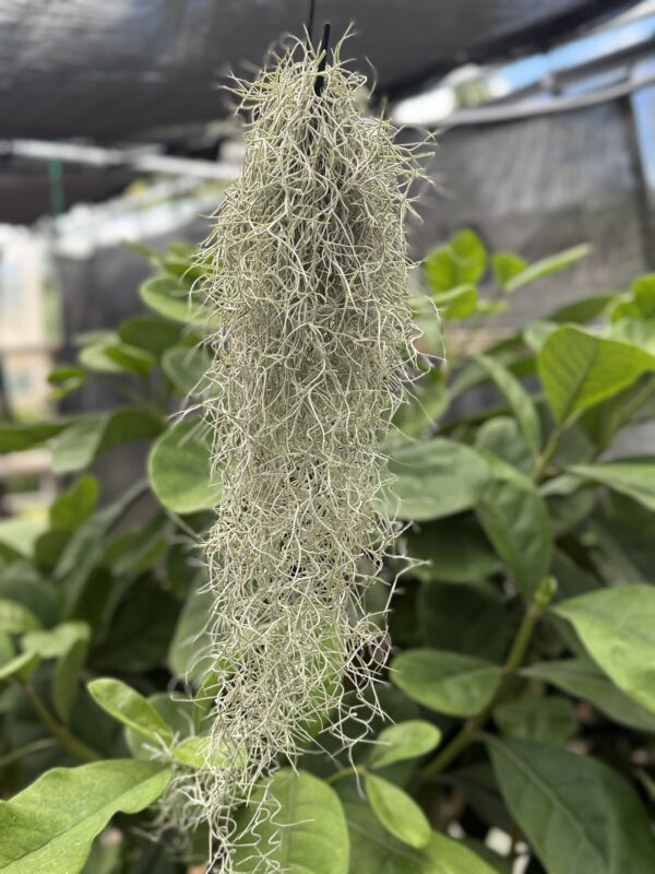 Tillandsia Usneoides 'Pele's Hair' / Spanish Moss