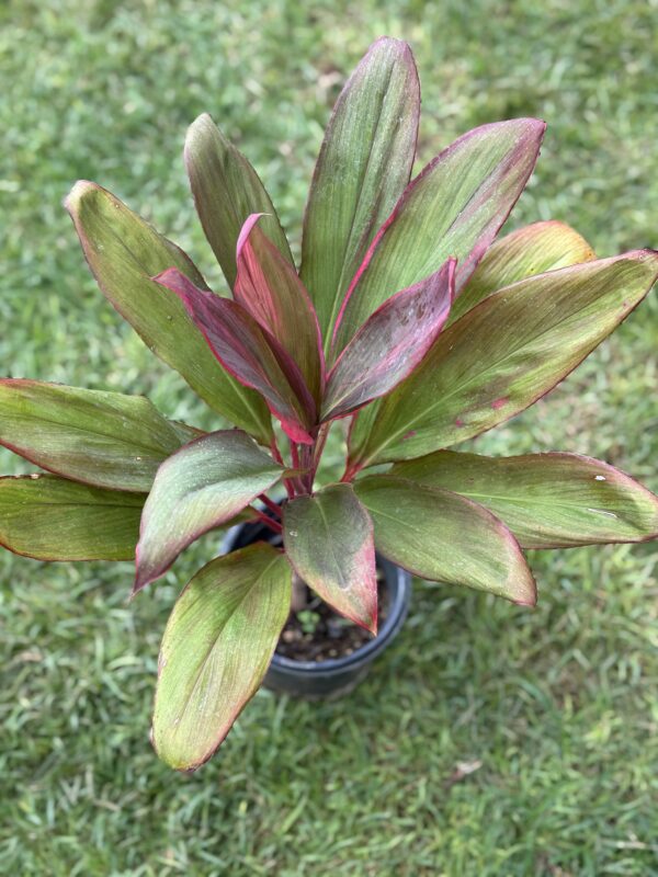 Ti Leaf Maria