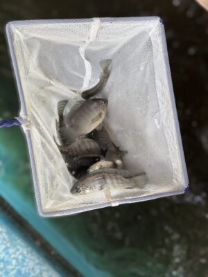 Tilapia (Blue) 1 Inch