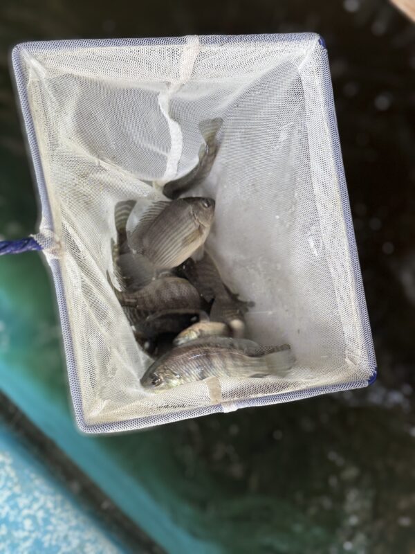Tilapia (Blue) 1 Inch