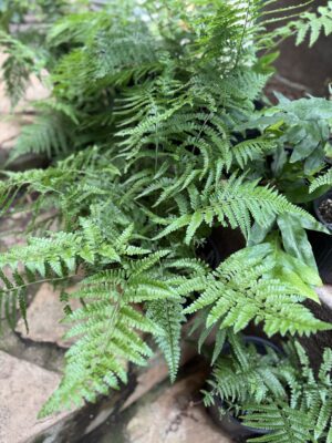Palapalai Fern