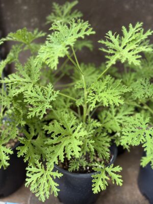 Citronella