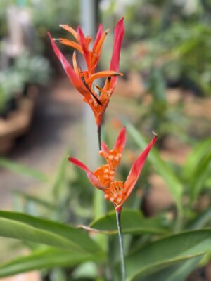 Psittacorum Heliconia (Orange Parakeet)
