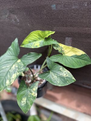 Syngonium Aurea