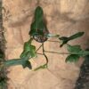 Philodendron Splash Gordon Variegated
