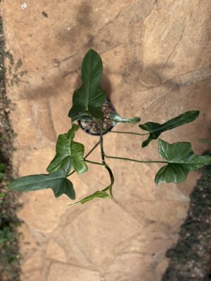Philodendron Splash Gordon Variegated