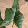 Philodendron Splash Gordon Variegated