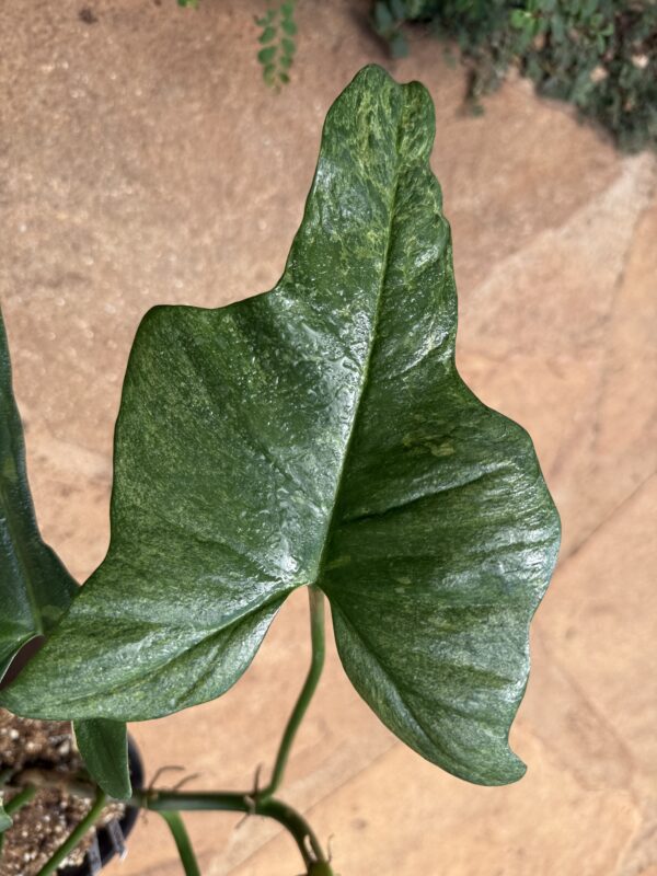 Philodendron Splash Gordon Variegated
