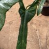 Philodendron Splash Gordon Variegated