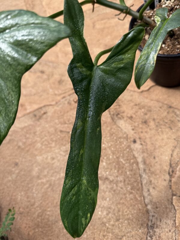 Philodendron Splash Gordon Variegated