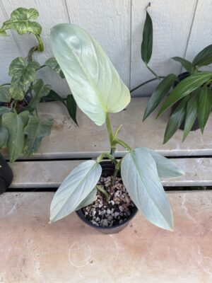 Philodendron Silversword