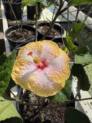 Cajun Hibiscus (Angel Spirit)