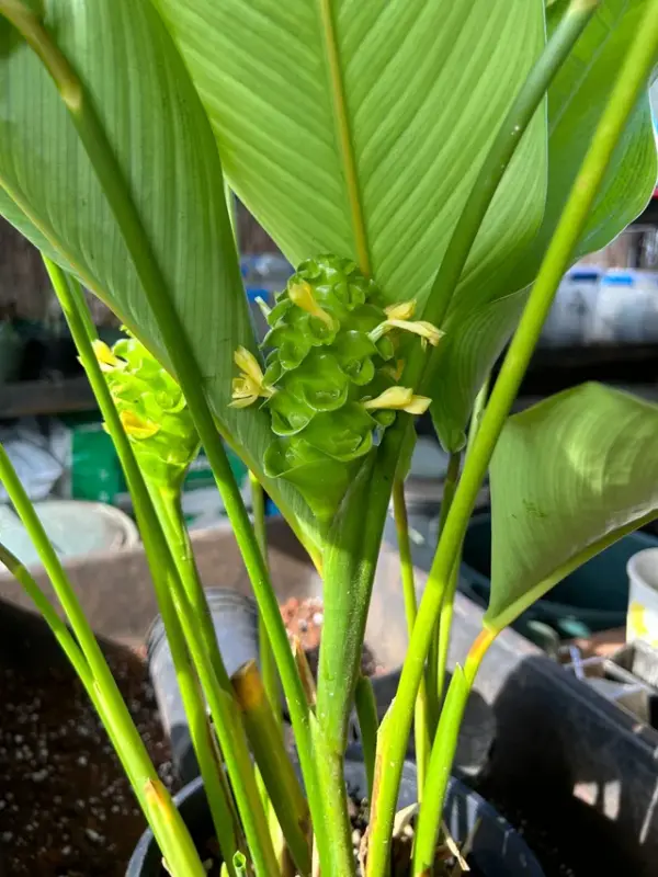 Calathea (Green Ice)