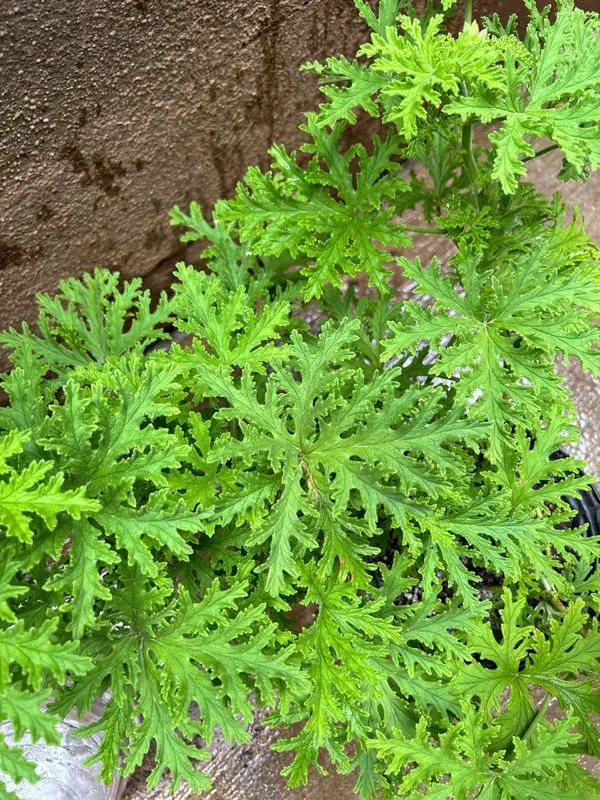 Citronella