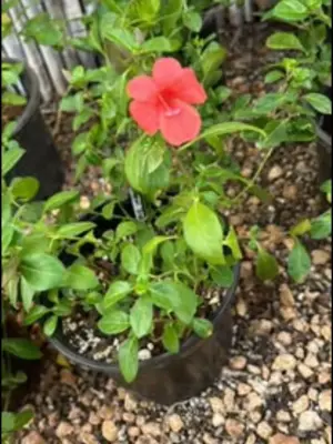 Coral Creeper (Ground Cover)