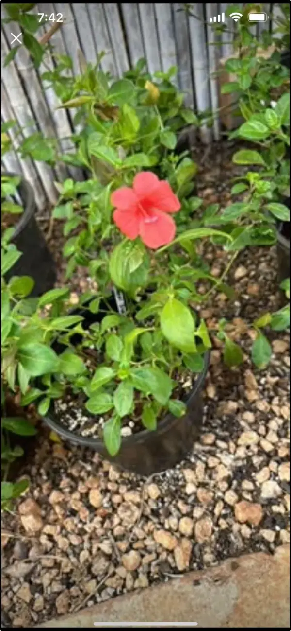 Coral Creeper (Ground Cover)