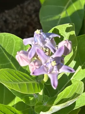 Crown Flower (Purple)