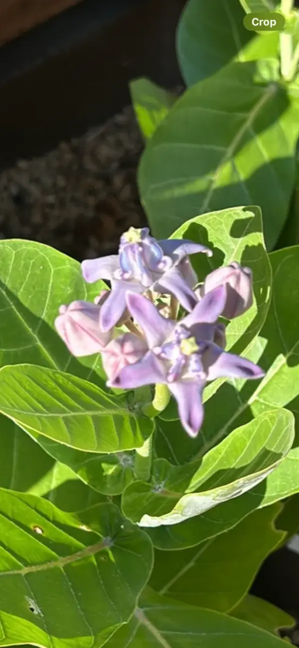 Crown Flower (Purple)