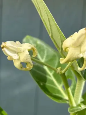 Crown Flower (White)