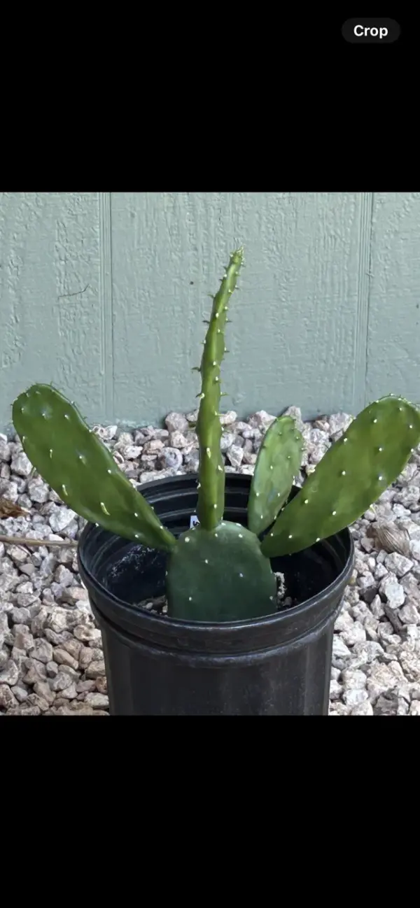 Cactus