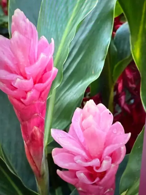 Alpinia Ginger (Pink)