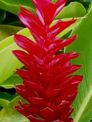 Alpinia Ginger (Red)