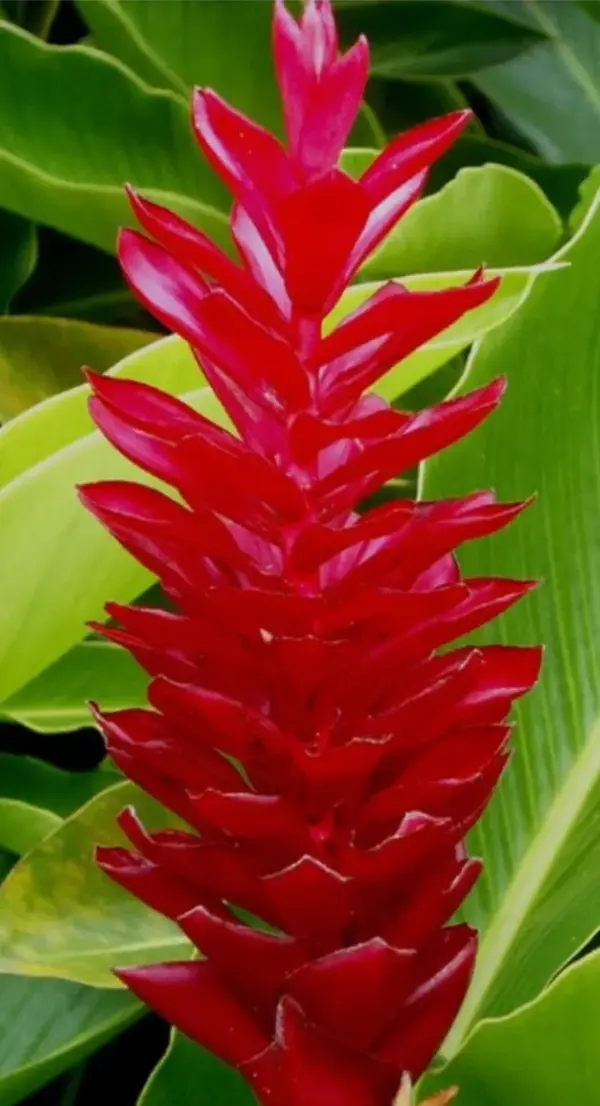 Alpinia Ginger (Red)