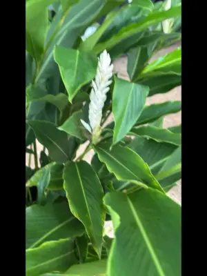 Alpinia Ginger (White)