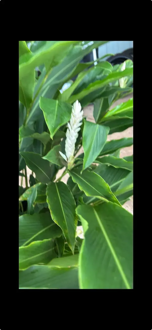 Alpinia Ginger (White)